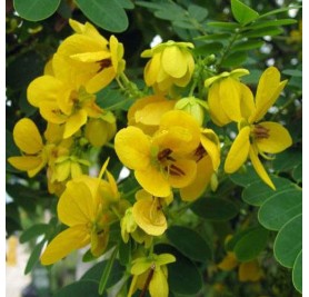 Cassia Biflora